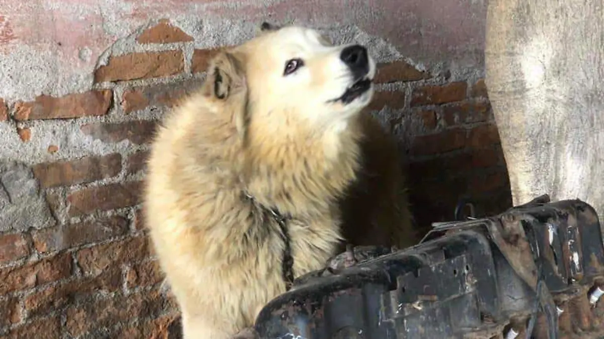 maltrato animal en la aviación (4)